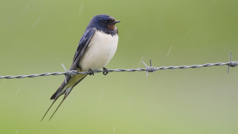 Hirondelle rustique
