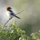 Pie Grièche à Tête Rousse