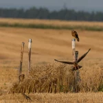 Bilan 2025 de la protection des nichées de busards
