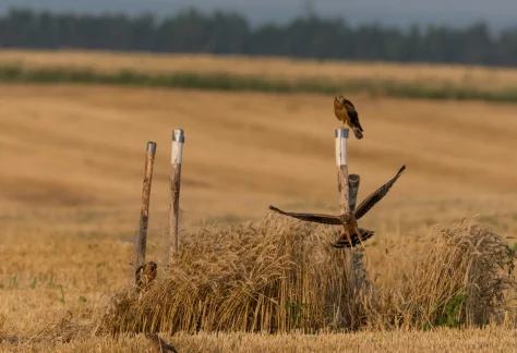 Bilan 2025 de la protection des nichées de busards