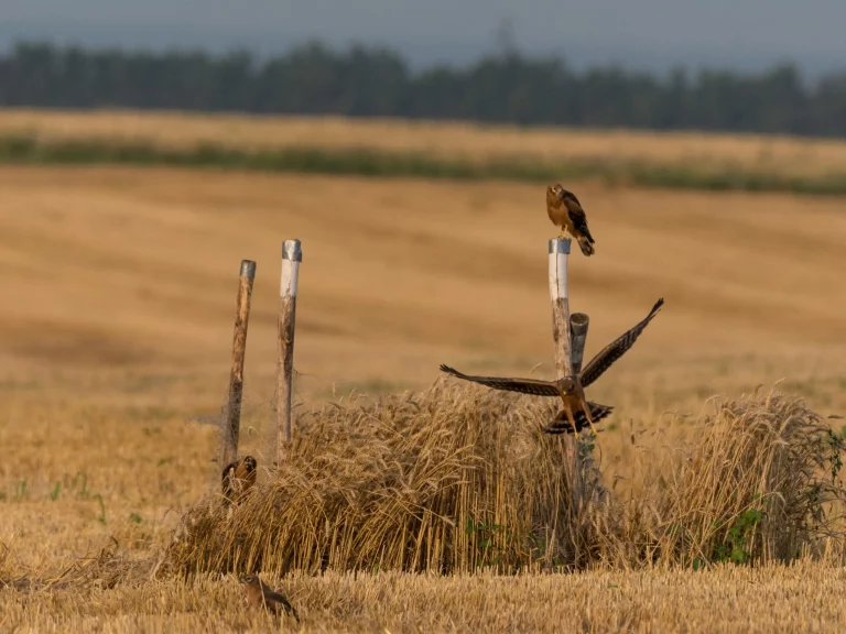protection des nichées de busards
