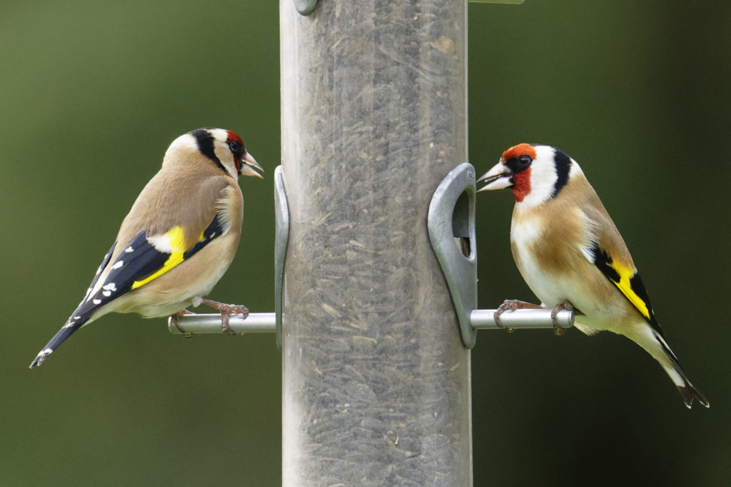 Mangeoire pour les oiseaux avec chardonneret élégant aux ailes