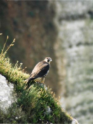 Faucon pèlerin
