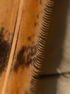Détail d'une aile