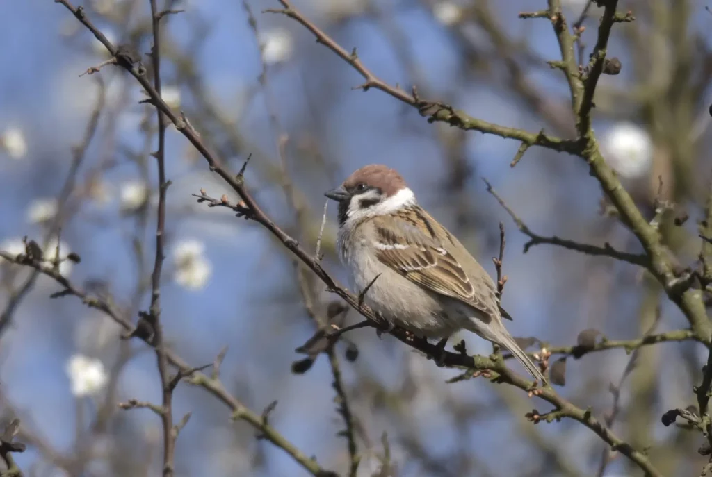 Moineau friquet sur une branche