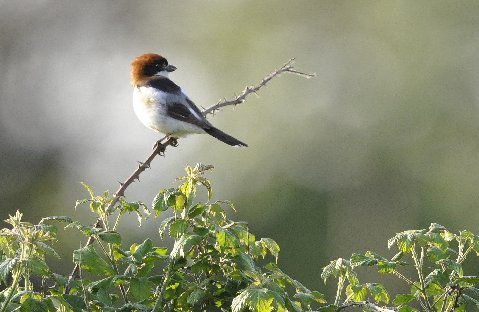 Pie-grièche à tête rousse