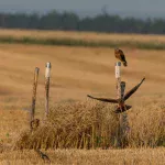 Bilan 2025 de la protection des nichées de busards