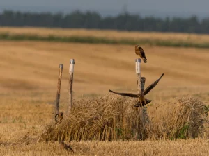 Bilan 2025 de la protection des nichées de busards