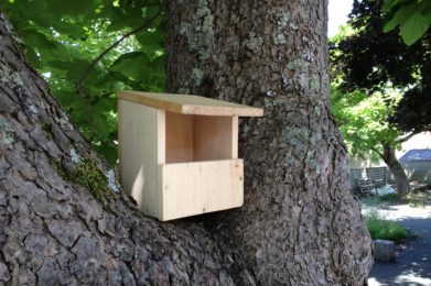 nichoir semi-ouvert
