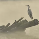 Espace Nature Sensible : Le Lac du Cébron