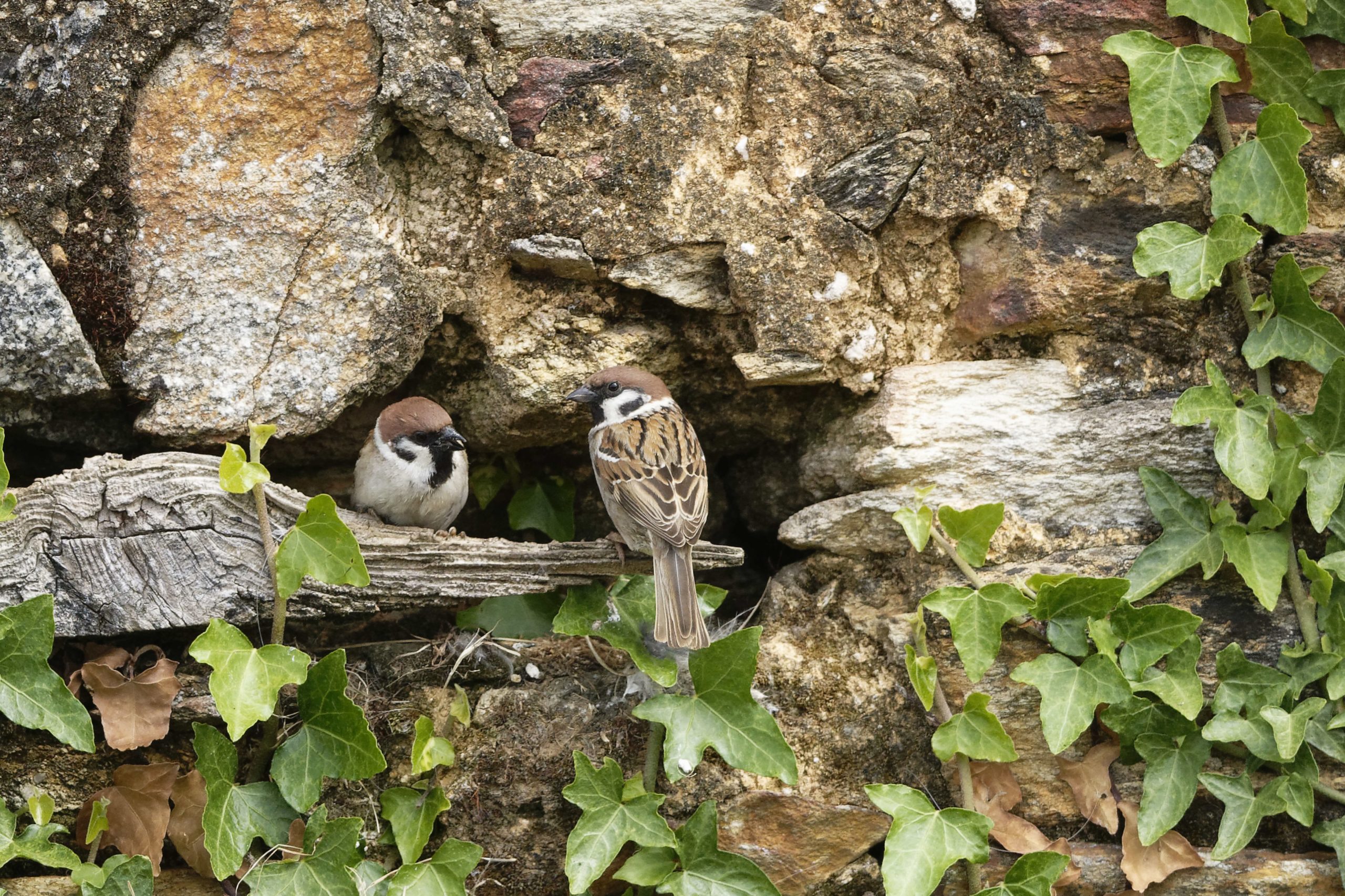 couple de moineau friquet