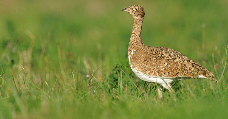 outarde canepetière