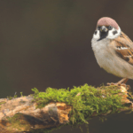 La Fondation Crédit Mutuel soutient le Moineau Friquet