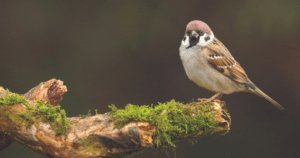 La Fondation Crédit Mutuel soutient le Moineau Friquet