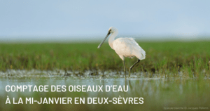 Comptage des oiseaux d’eau à la mi-janvier en Deux-Sèvres