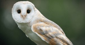Chouette Effraie en Deux-Sèvres recherche mécénat