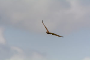 Bilans, synthèses et rapports 2025