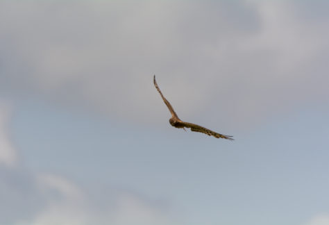 Bilans, synthèses et rapports 2025