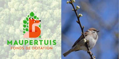 Lire la suite à propos de l’article Le fonds de dotation Maupertuis soutient la préservation du Moineau friquet