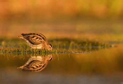 Résultats 2025 du comptage Wetlands International