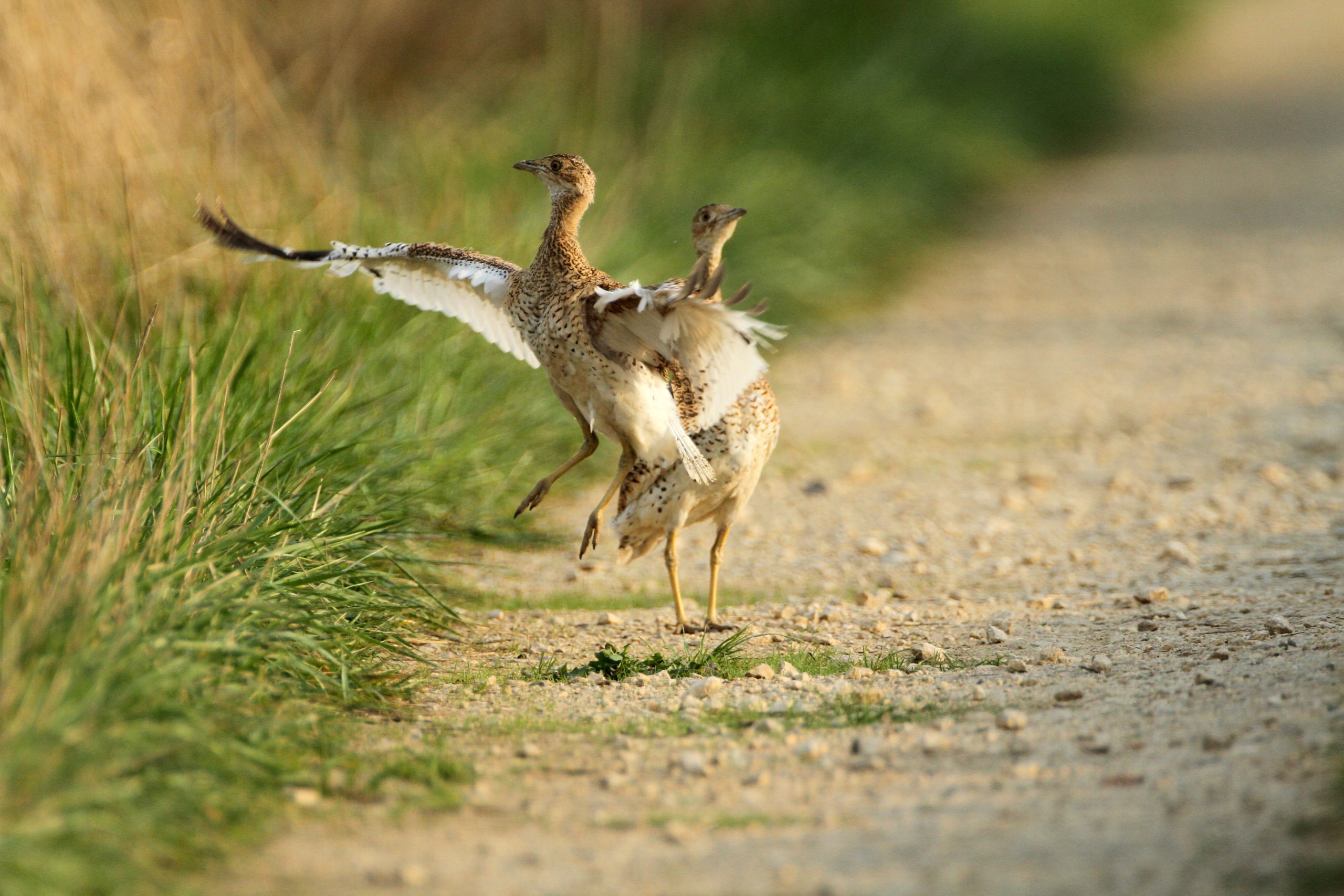 Lire la suite à propos de l’article Zones Natura 2000 : des espèces d’importance européenne en Deux-Sèvres