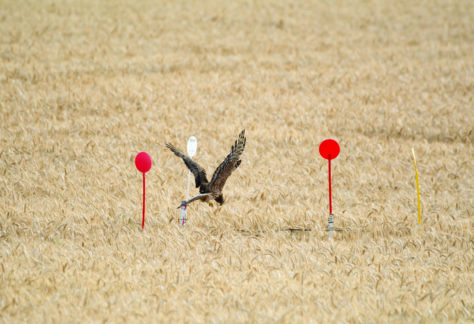 Position du GODS concernant la loi d’orientation agricole