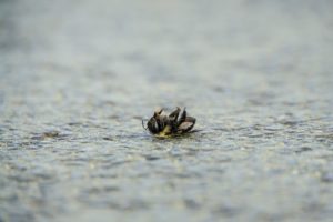 La loi Duplomb : mépris de la biodiversité et de la santé