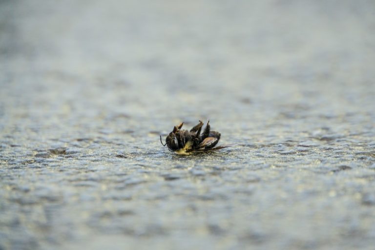La loi Duplomb : mépris de la biodiversité et de la santé