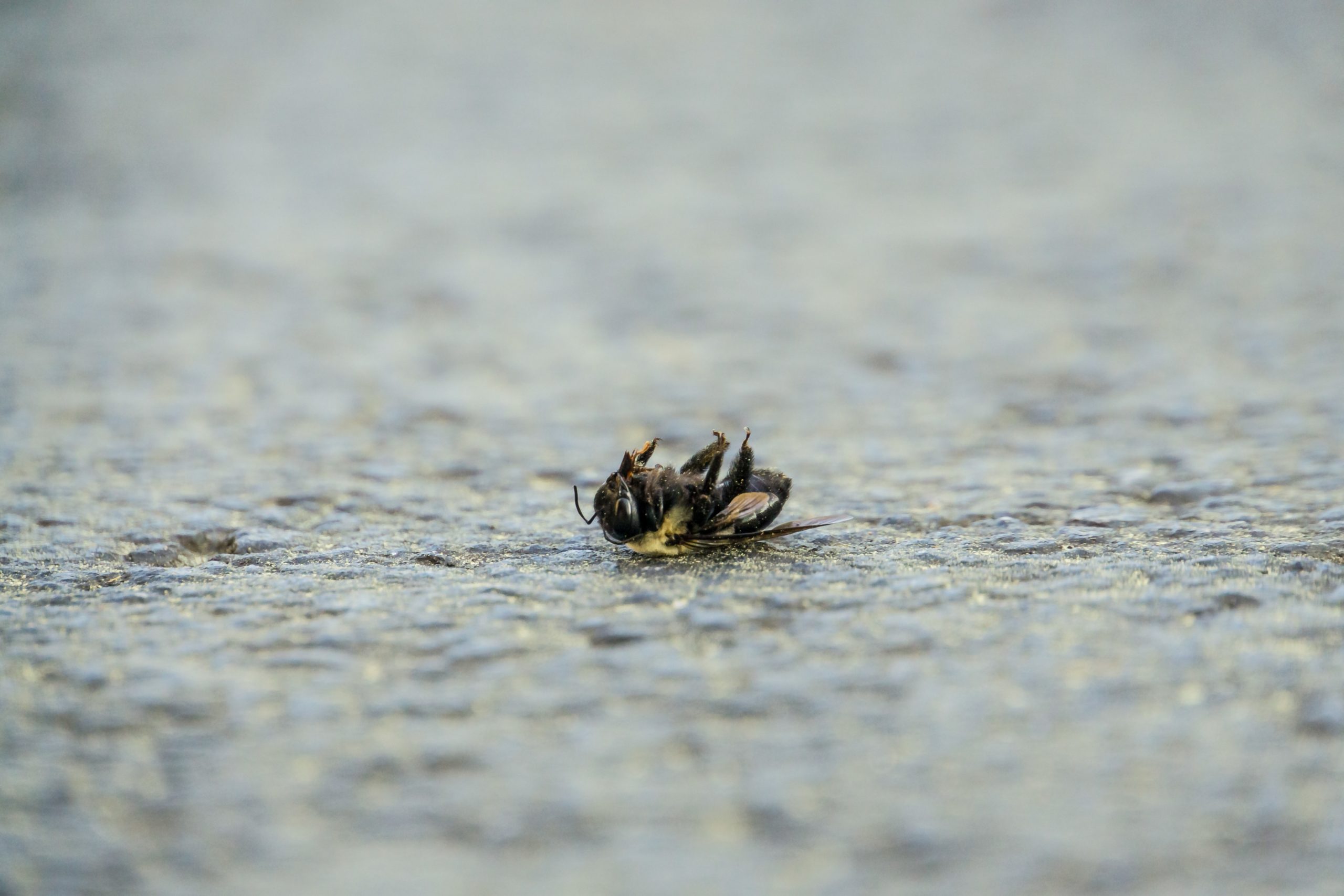 Lire la suite à propos de l’article La loi Duplomb : mépris de la biodiversité et de la santé