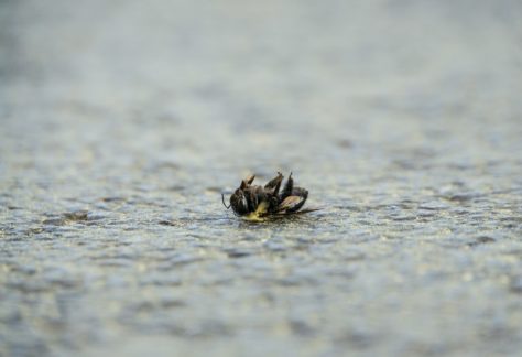 La loi Duplomb : mépris de la biodiversité et de la santé