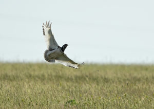 Douze années d’étude des déplacements de l’Outarde canepetière pour évaluer explicitement la menace des éoliennes sur cette espèce en danger.