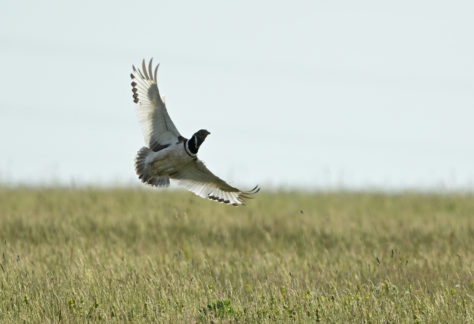 Douze années d’étude des déplacements de l’Outarde canepetière pour évaluer explicitement la menace des éoliennes sur cette espèce en danger.