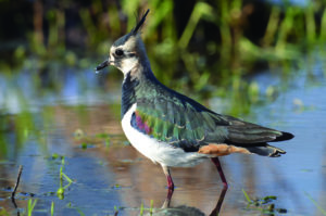 Bilan Ornithologique du Mellois