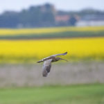 Rencontres Nationales Courlis cendré : deux jours pour mieux connaître et protéger une espèce emblématique