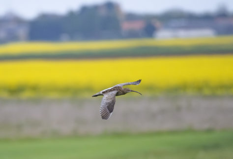Rencontres Nationales Courlis cendré : deux jours pour mieux connaître et protéger une espèce emblématique