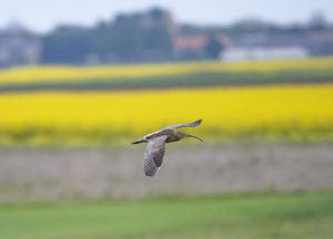 Rencontres Nationales Courlis cendré : deux jours pour mieux connaître et protéger une espèce emblématique