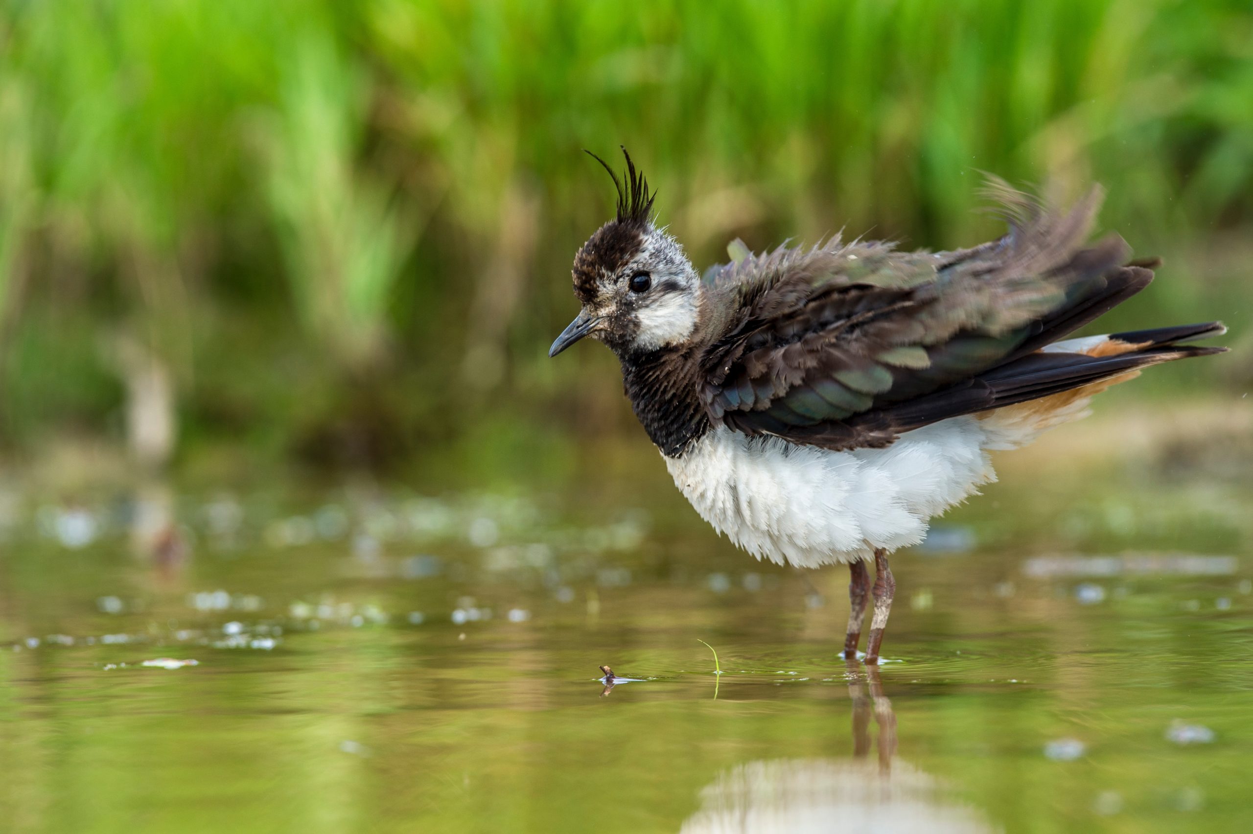 Lire la suite à propos de l’article Comptage des oiseaux d’eau à la mi-janvier en Deux-Sèvres
