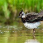 Comptage des oiseaux d’eau à la mi-janvier en Deux-Sèvres