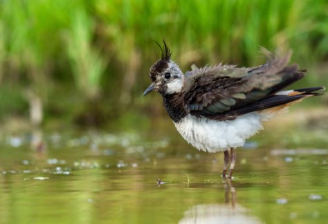 Comptage des oiseaux d’eau à la mi-janvier en Deux-Sèvres