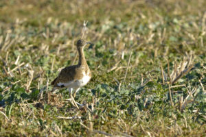 A la recherche des outardes !