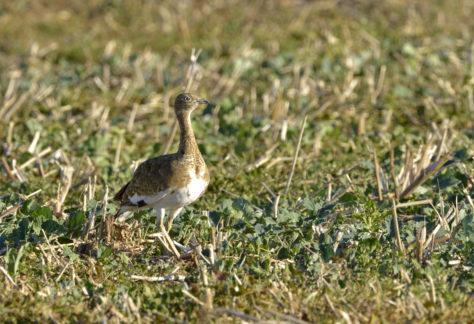 A la recherche des outardes !