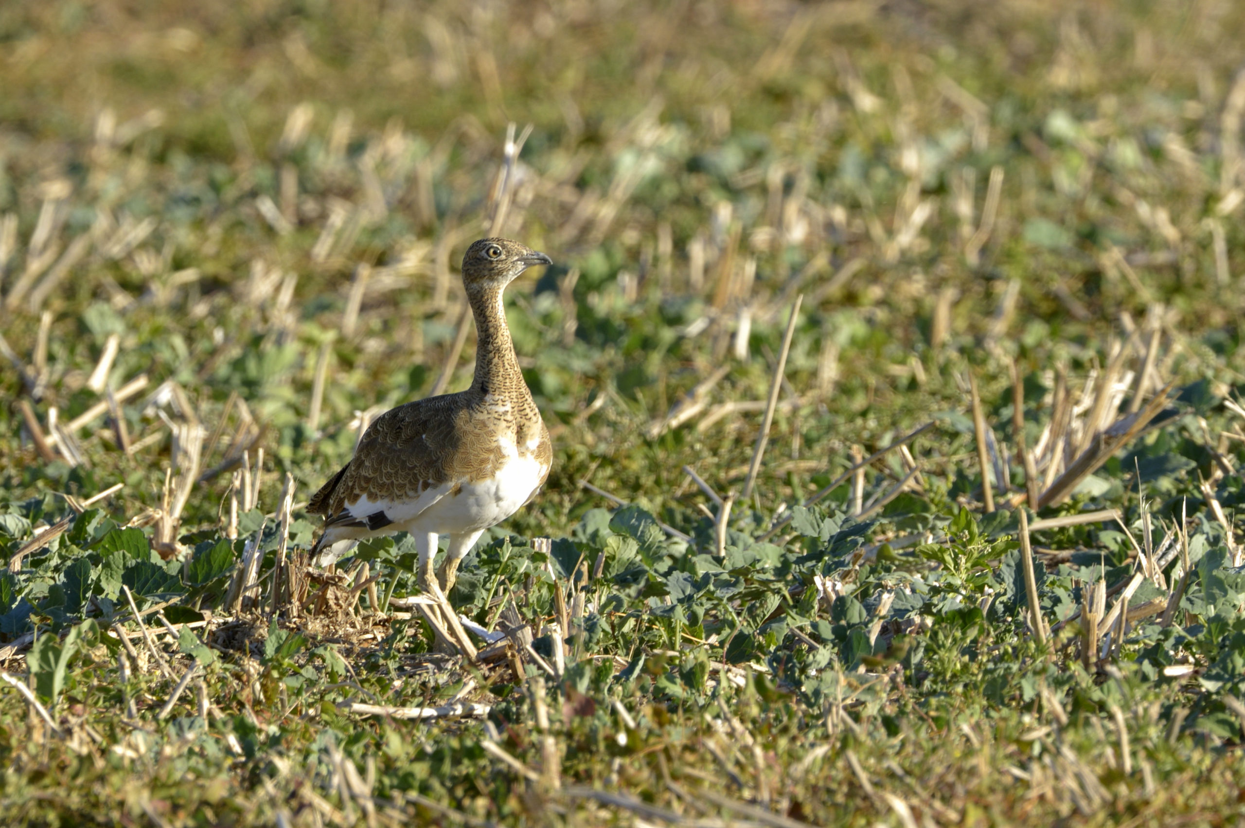 Lire la suite à propos de l’article A la recherche des outardes !