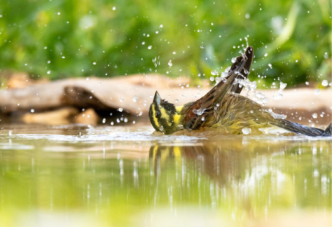 Oiseaux, été et bonnes pratiques