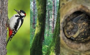 La gestion forestière en faveur des oiseaux et des chauves-souris
