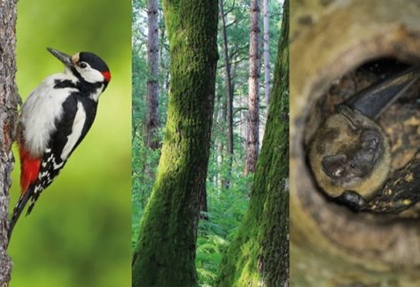 La gestion forestière en faveur des oiseaux et des chauves-souris