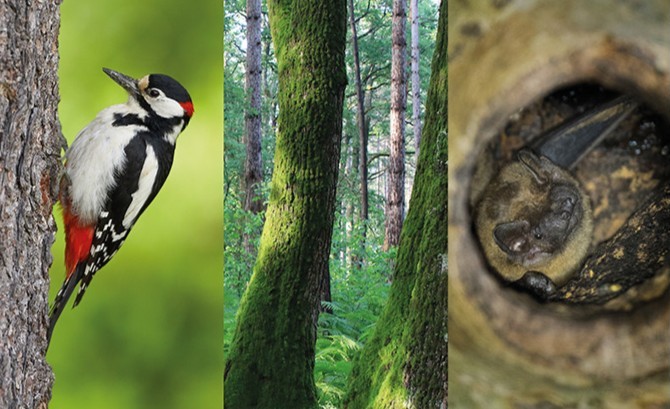 La gestion forestière en faveur des oiseaux et des chauves-souris